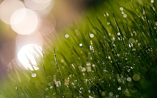 photography of green grasses during day time